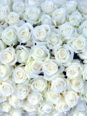 75 Белых роз Аваланж