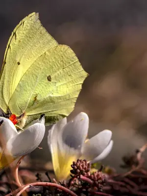 Бабочка лимонница макрофотография