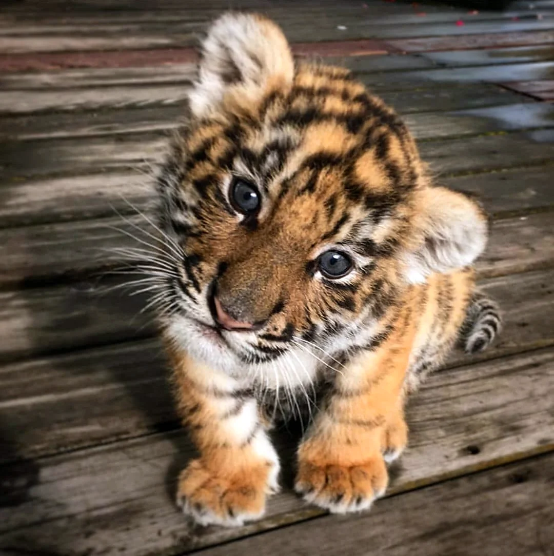Бейби тигр