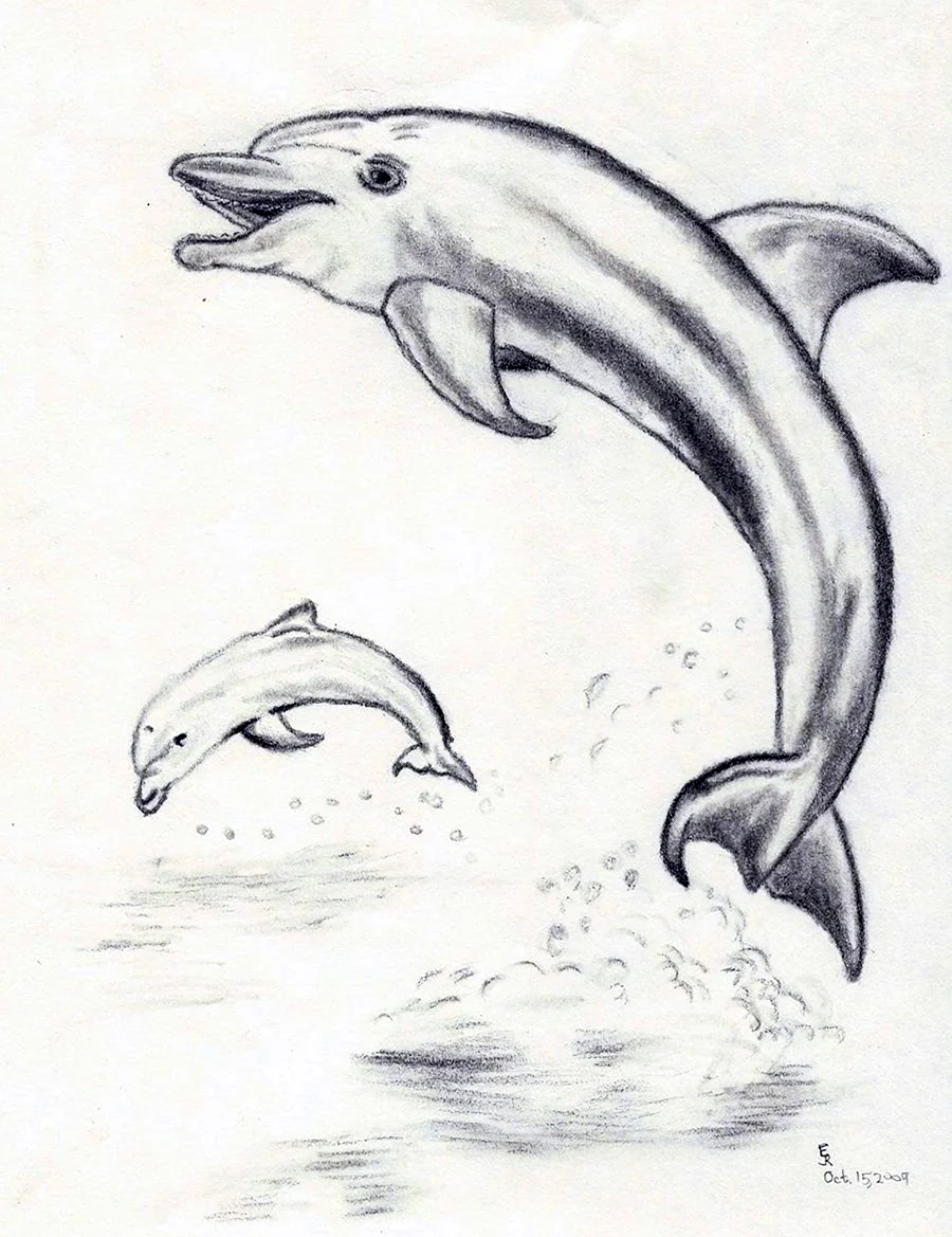 Беломордый Дельфин рисунок