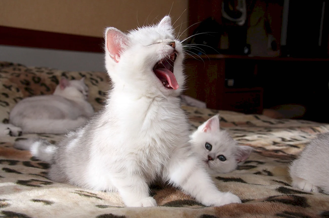 Белый кот зевает