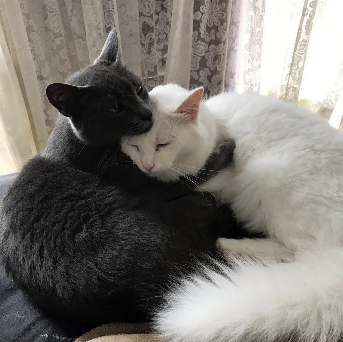 Черный и белый котик обнимаются