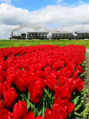 Голландия столица тюльпанов