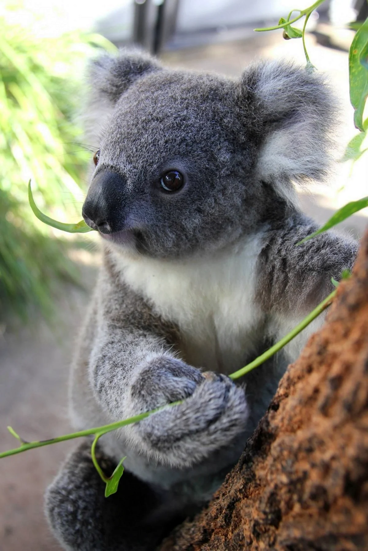 Карликовая коала