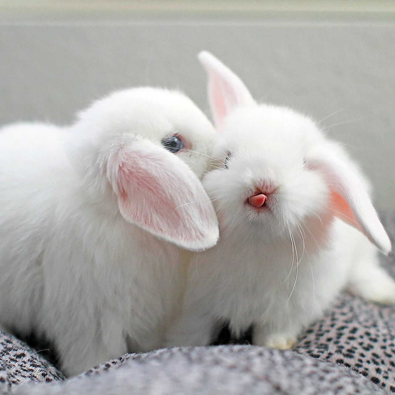 Карликовый кролик альбинос