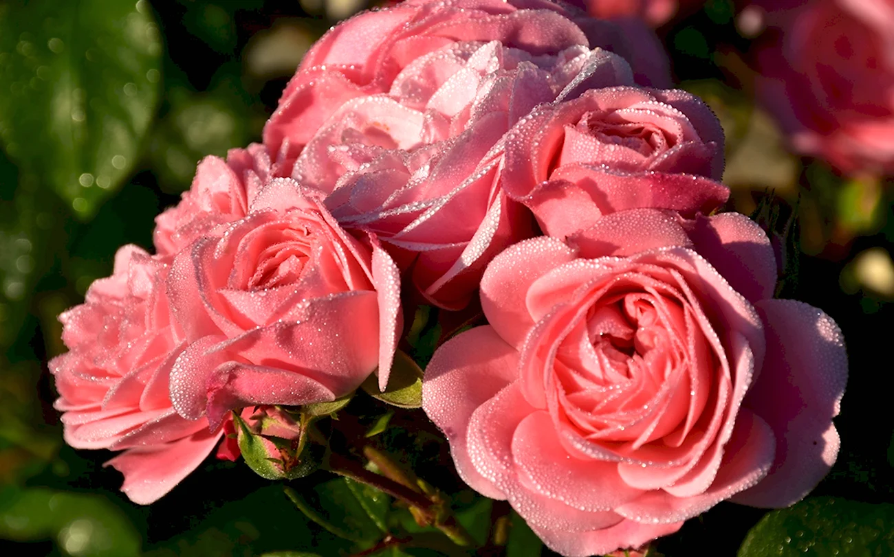 Кароль роза