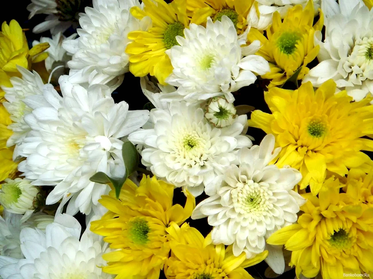 Хризантема Chrysanthemum