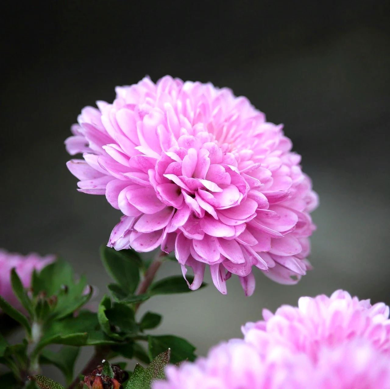 Хризантема розовая крупноцветковая