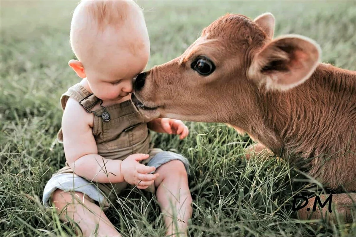 Корова для детей