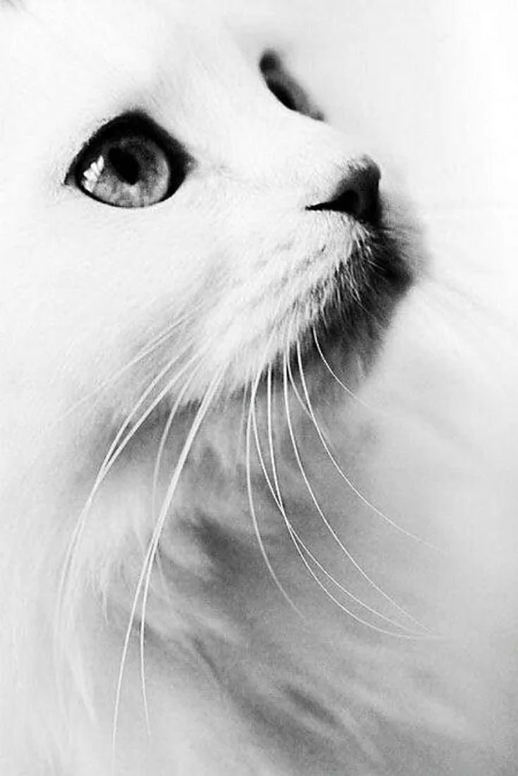 Кот черно белый с грустными глазами