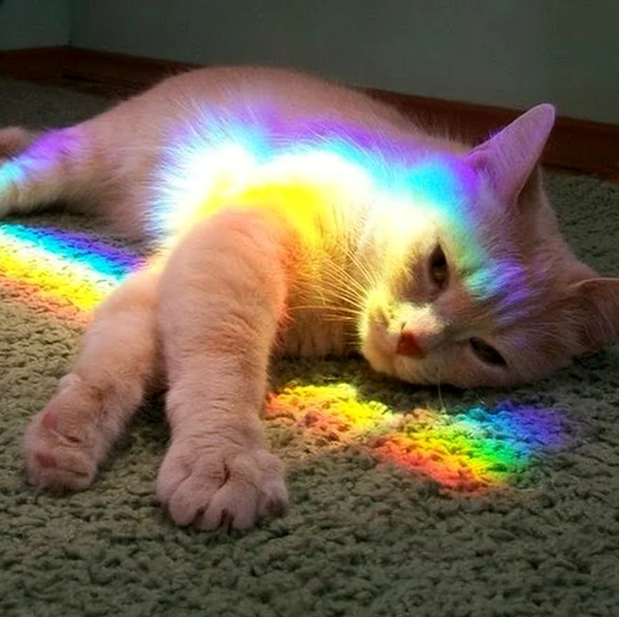 Кот с радугой