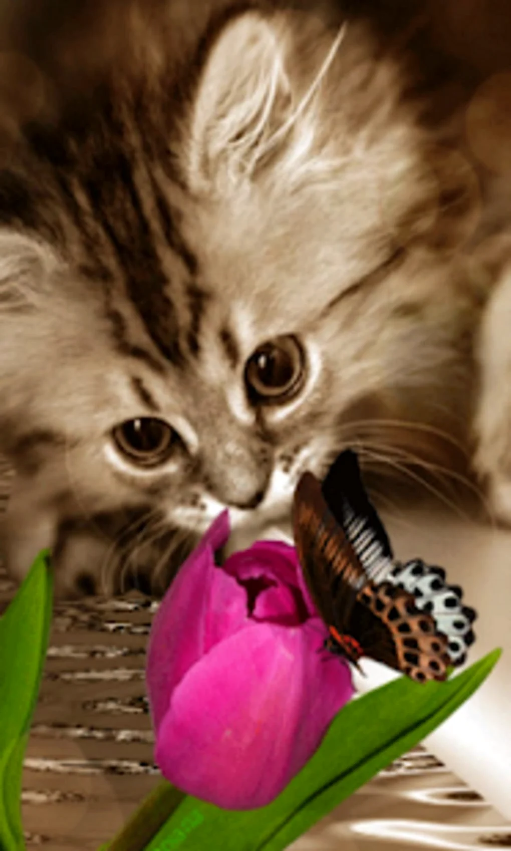 Котята с цветами живые