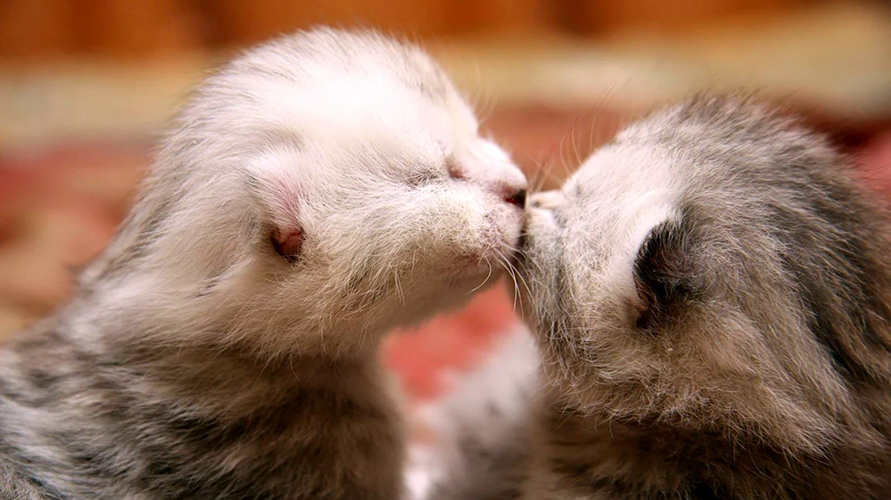 Котята целуются