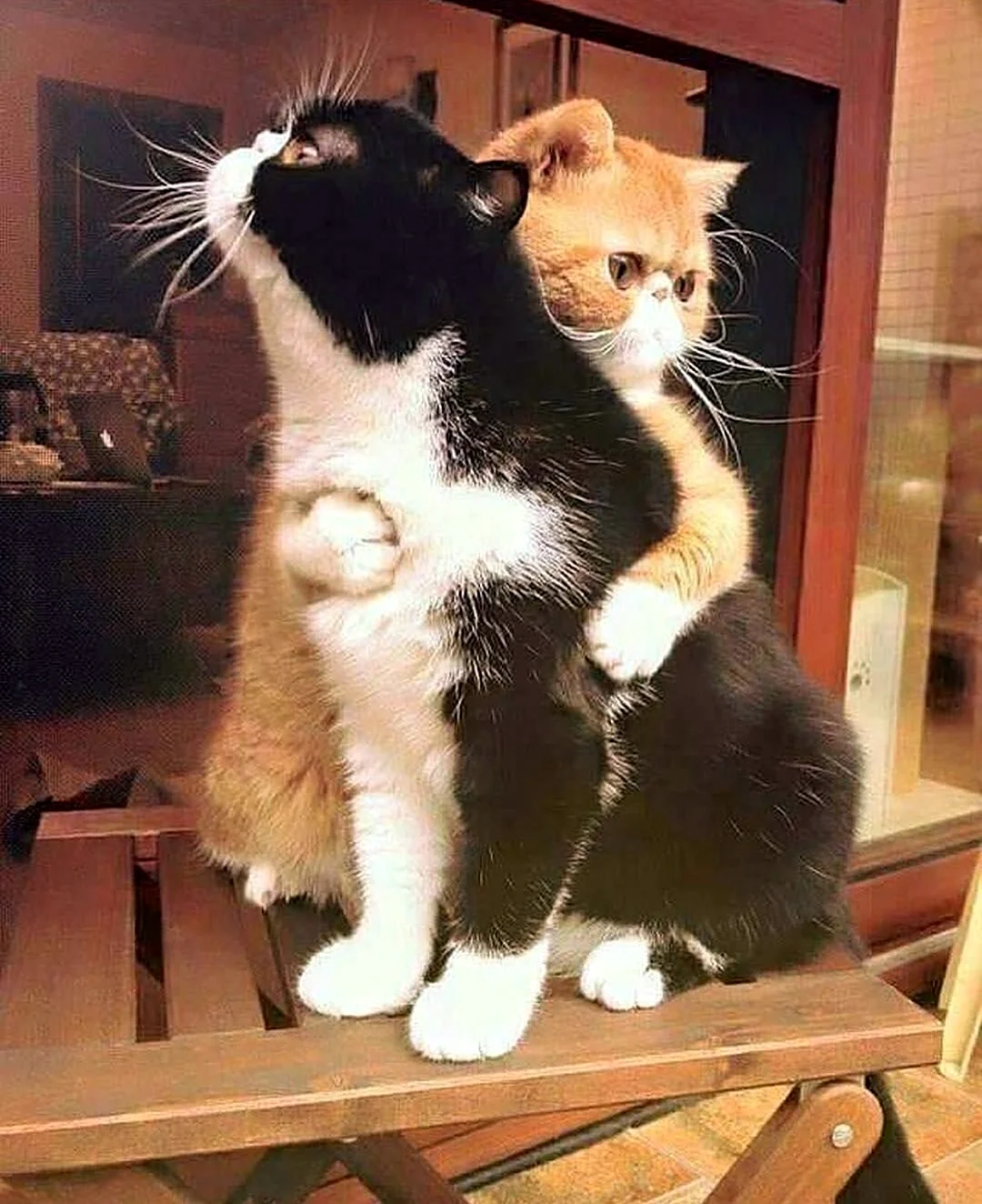 Котики с сердечками