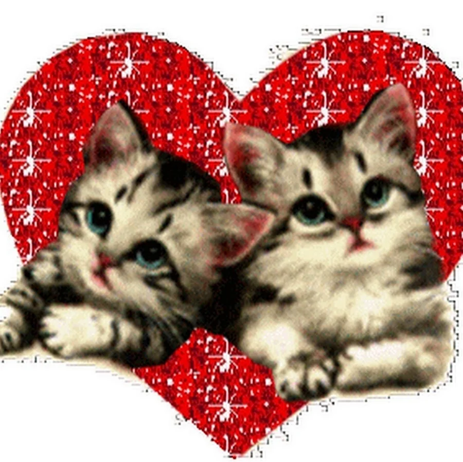 Котики с сердечками живые