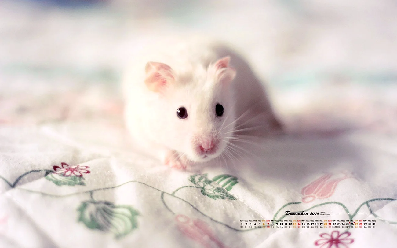 Красивая белая мышка