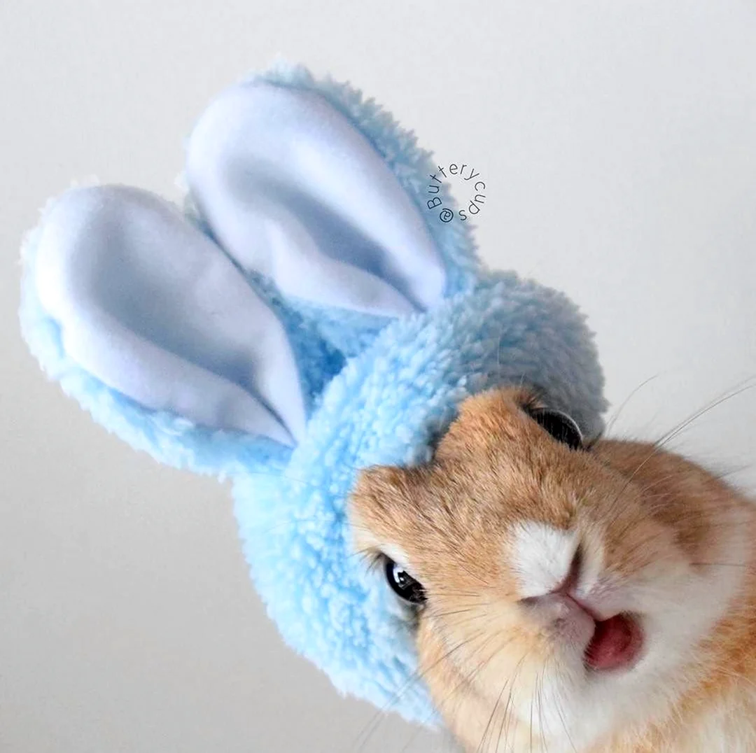 Кролик в шапочке