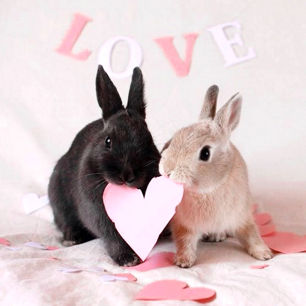 Кролики любовь