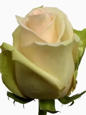 La Perla роза Эквадор