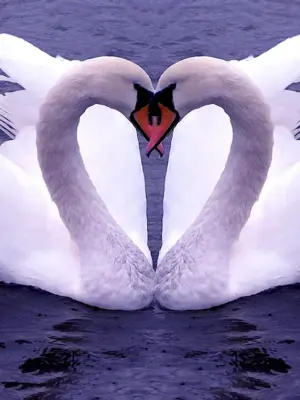 Лебеди сердце