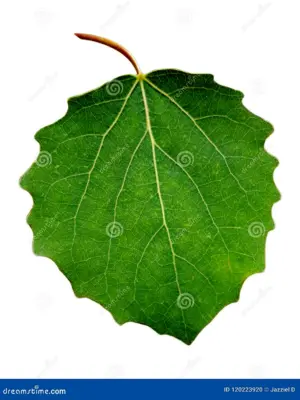 Листья осины листья осины.
