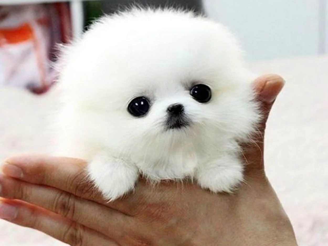 Маленькие беленькие собачки в Китае
