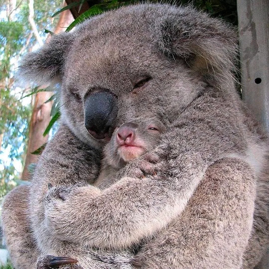 Мишка коала с детенышем