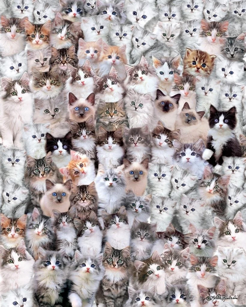 Много кошек