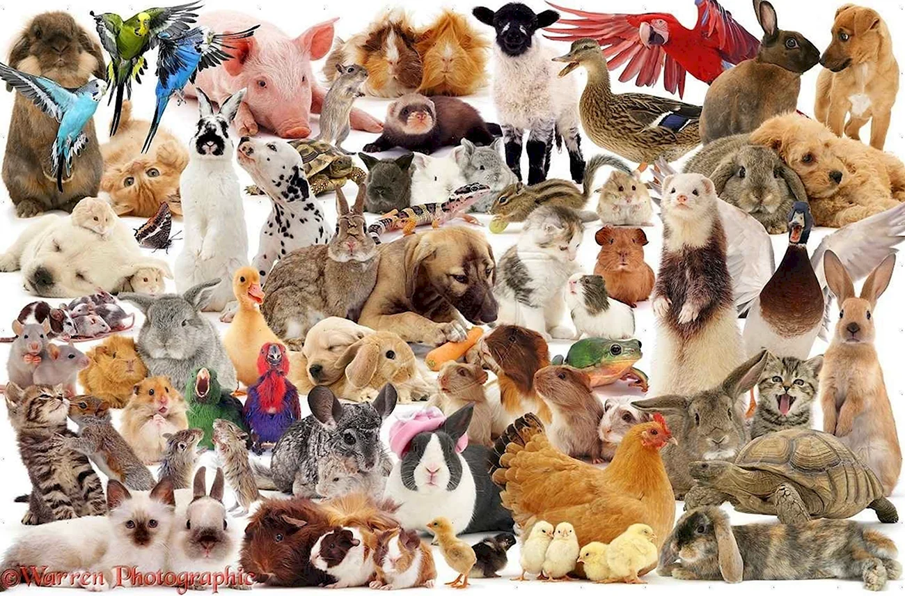Много животных
