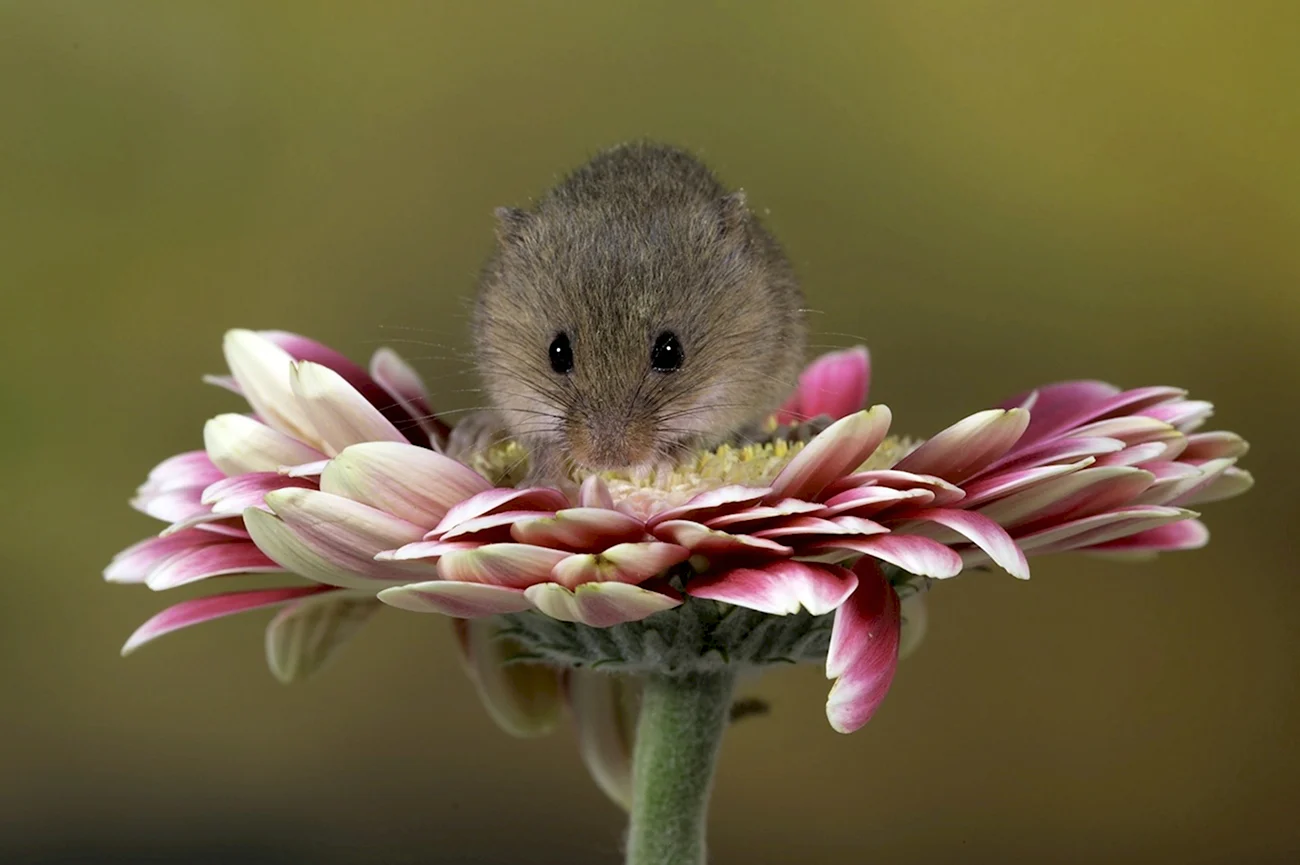 Мышь полевка в цветке