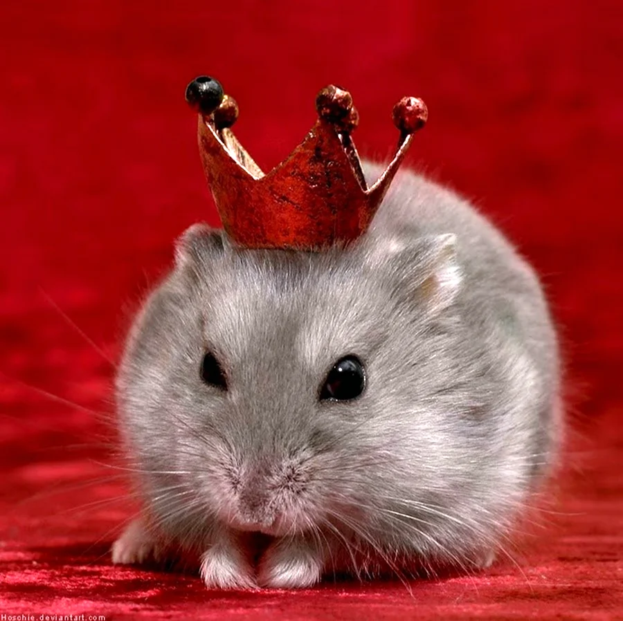 Мышь в короне