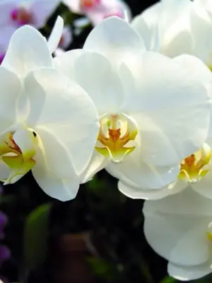 Орхидея фаленопсис Келлион