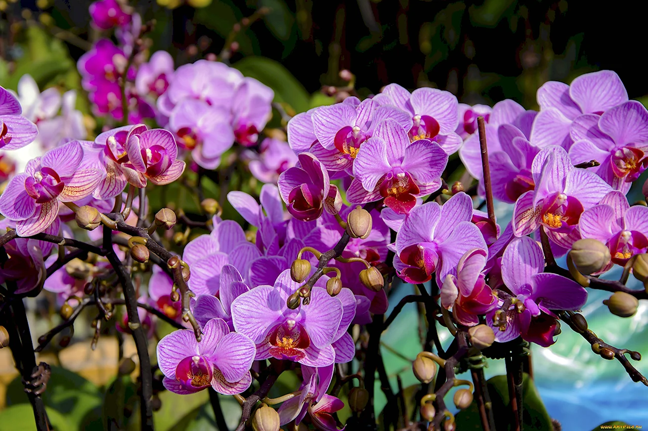 Орхидея фаленопсис куст