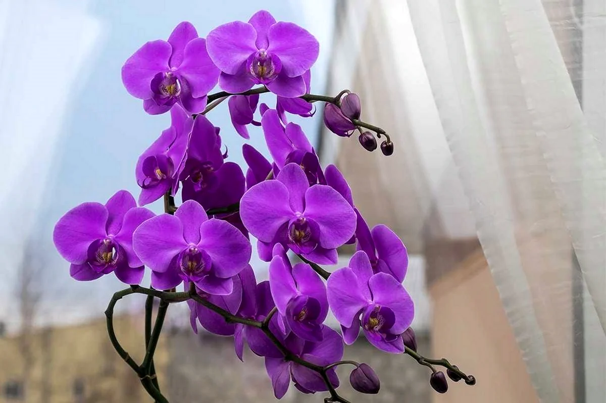 Орхидея уход в домашних условиях