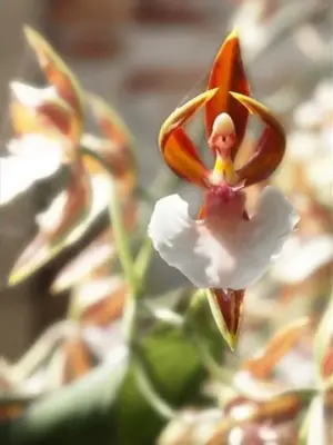 Орхидея-балерина Ballerina Orchid