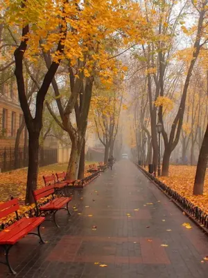 Осень парк Одесса