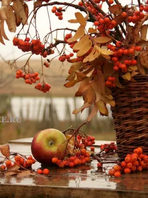 Осеннее настроение ноябрь