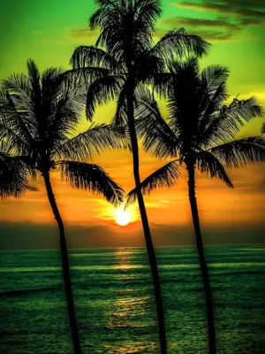 Пальмы солнце