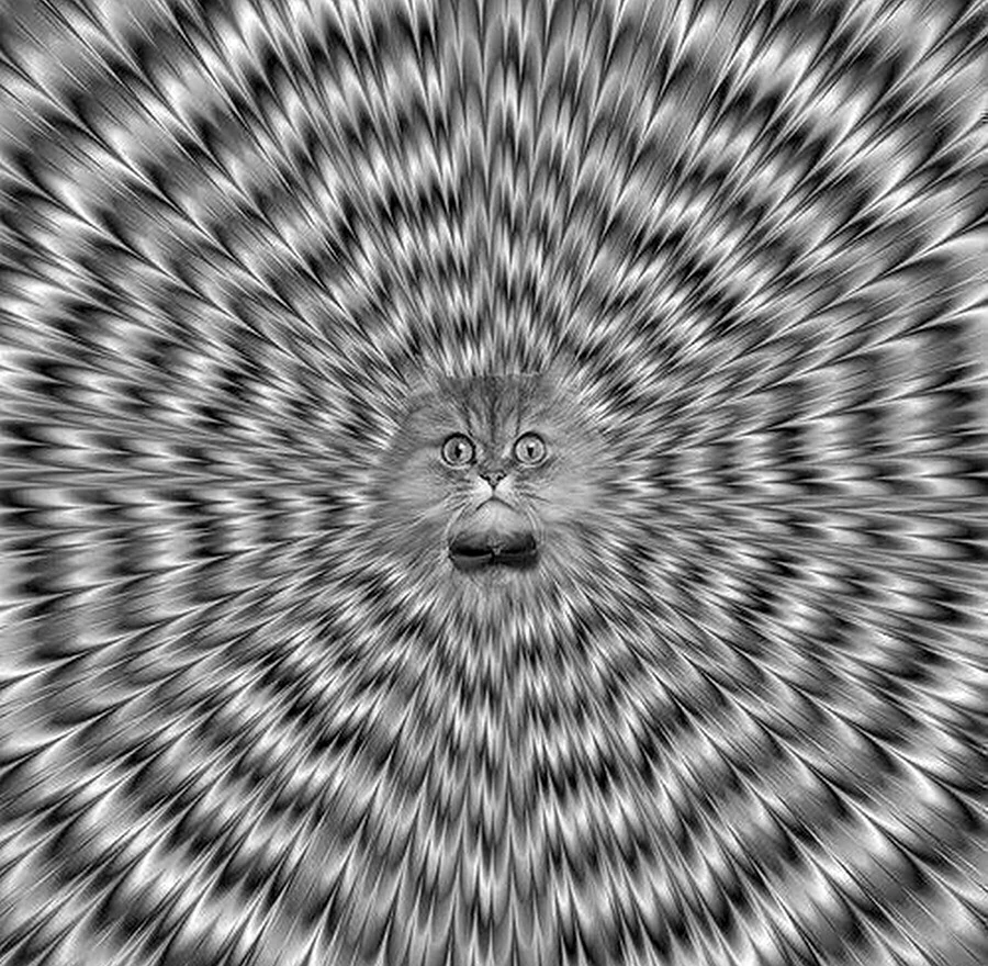 Психоделический кот