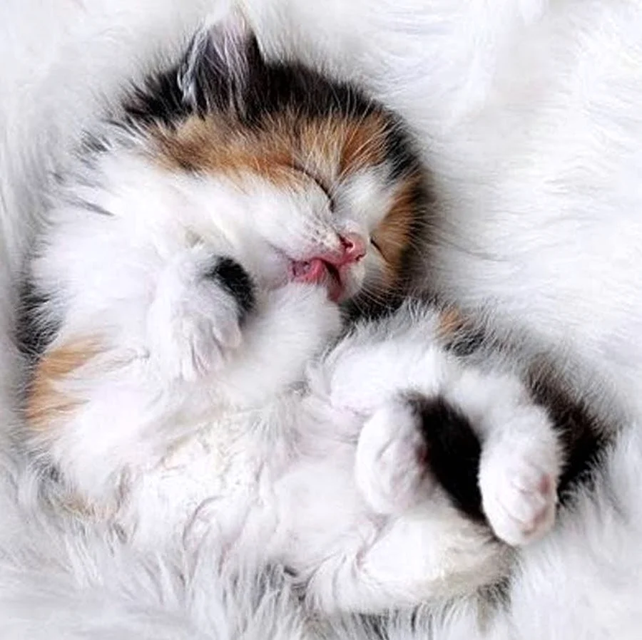 Пушистый котенок спит