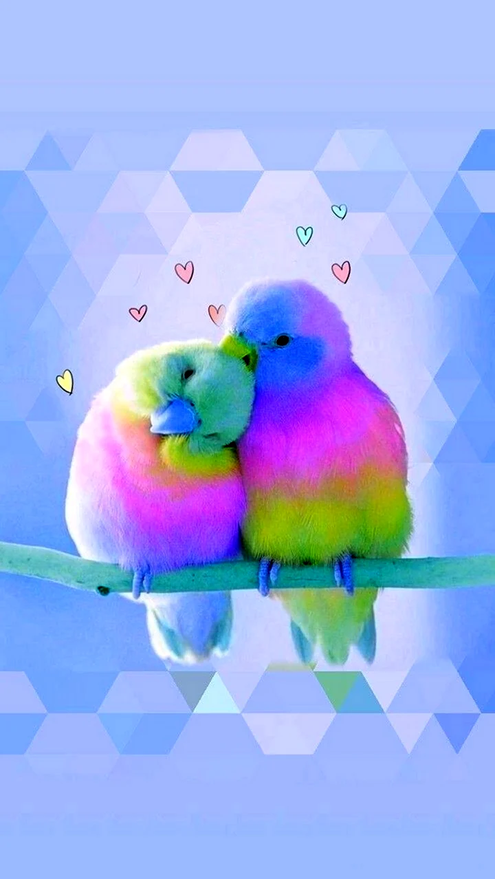 Радужные попугаи неразлучники