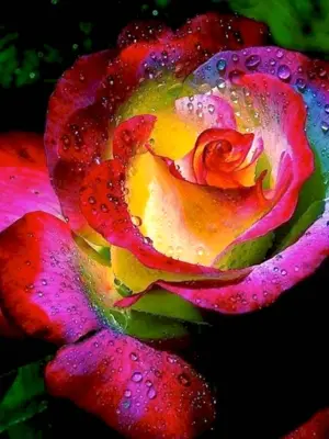 Радужные розы Пушкино