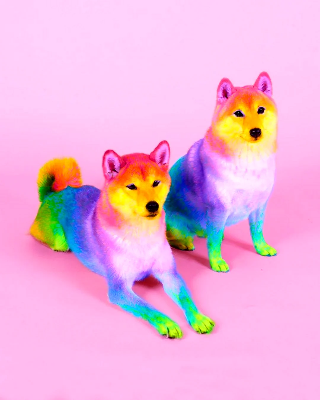 Разноцветные собачки