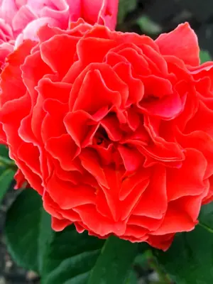 Роза чайно-гибридная Эльторо