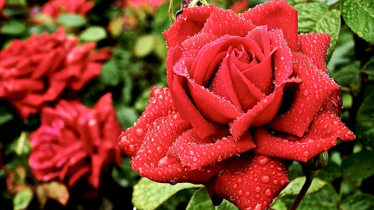 Роза чайно-гибридная красная