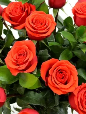 Роза Маниту оранжево-алая
