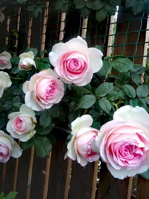 Роза «Пьер де Ронсар» Эден Роуз