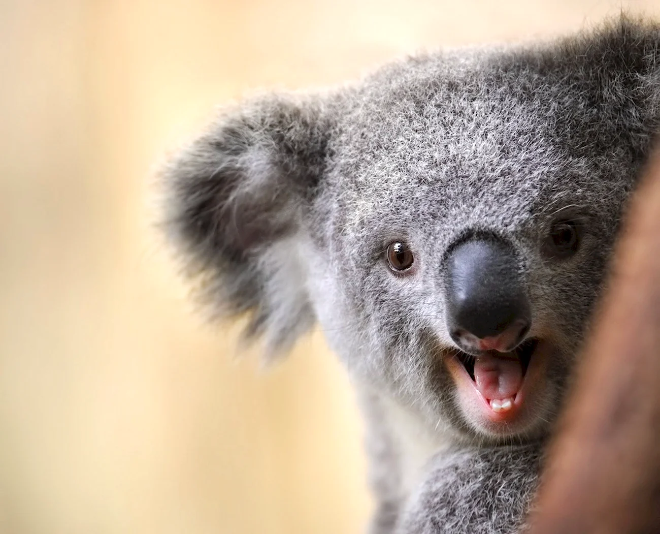 Смешная коала