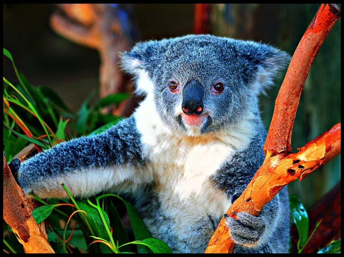 Тигровая коала