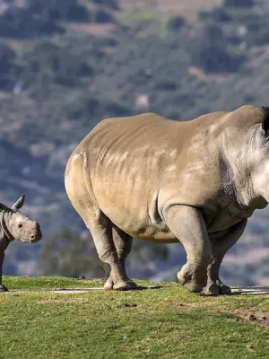 Африканский белый носорог